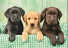Image de PUZZLE 1000 PCS TROIS LABRADOR