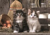 Image de Puzzle 1000 pièces - Lovely kittens
