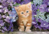 Image de PUZZLE 500 PIECES GINGER CAT