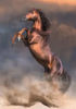 Image de Puzzle 500 pièces WILD RED STALLION