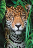 Image de PUZZLE 500 PIECES JAGUAR