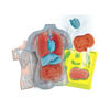 Image de MINI LABO D'ANATOMIE