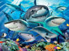 Image de PUZZLE 300PCS REQUINS 13225