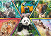 Image de Puzzles 1000 Animal Kingdom 10672